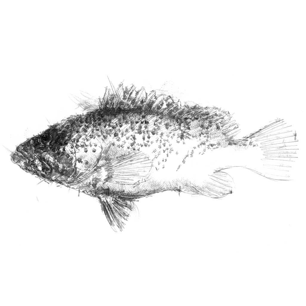 Speckled fish