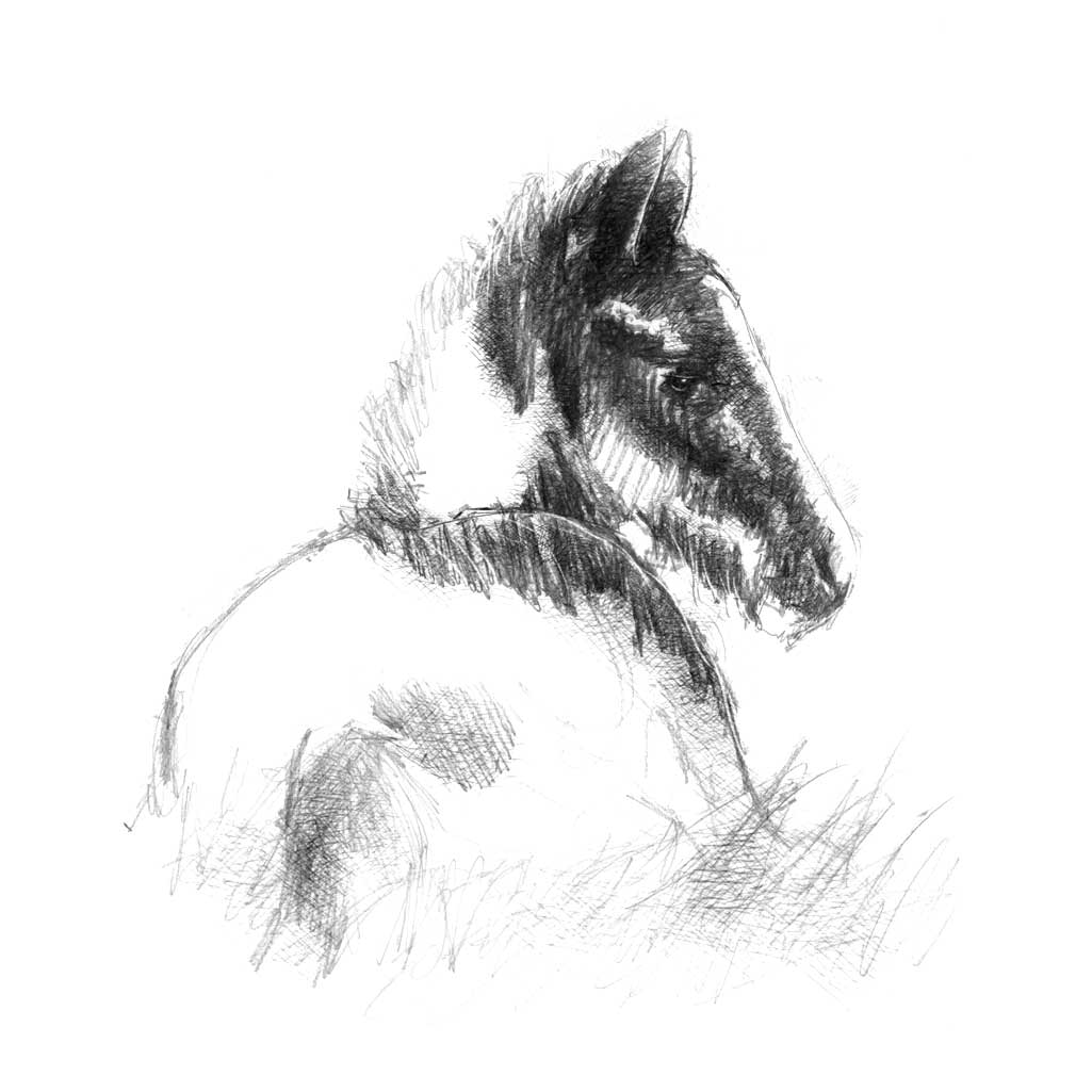 Foal