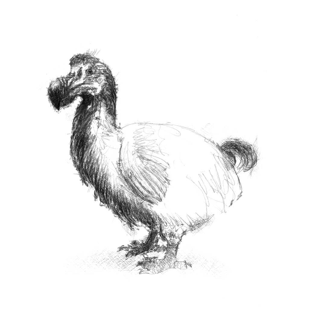 Dodo