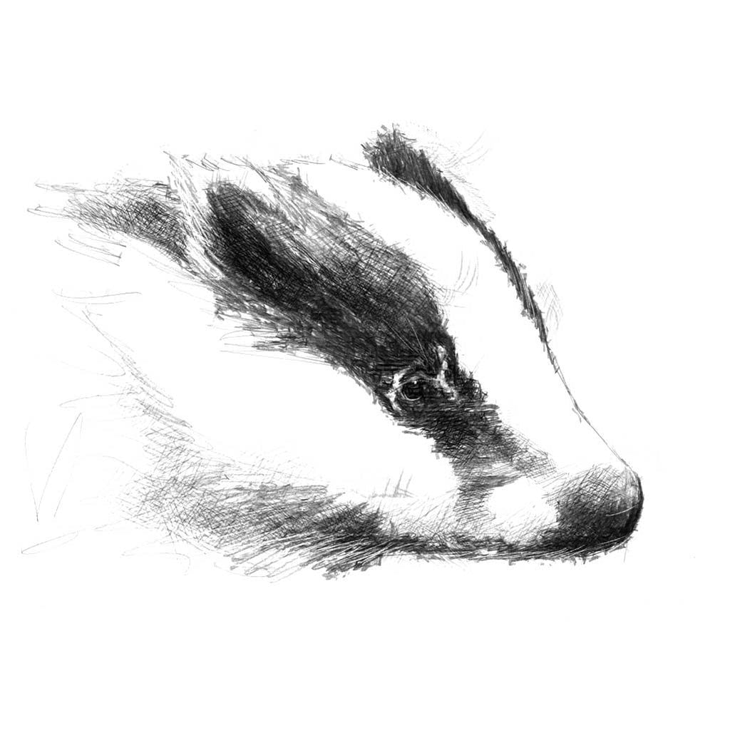 Badger
