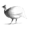 Guinea fowl