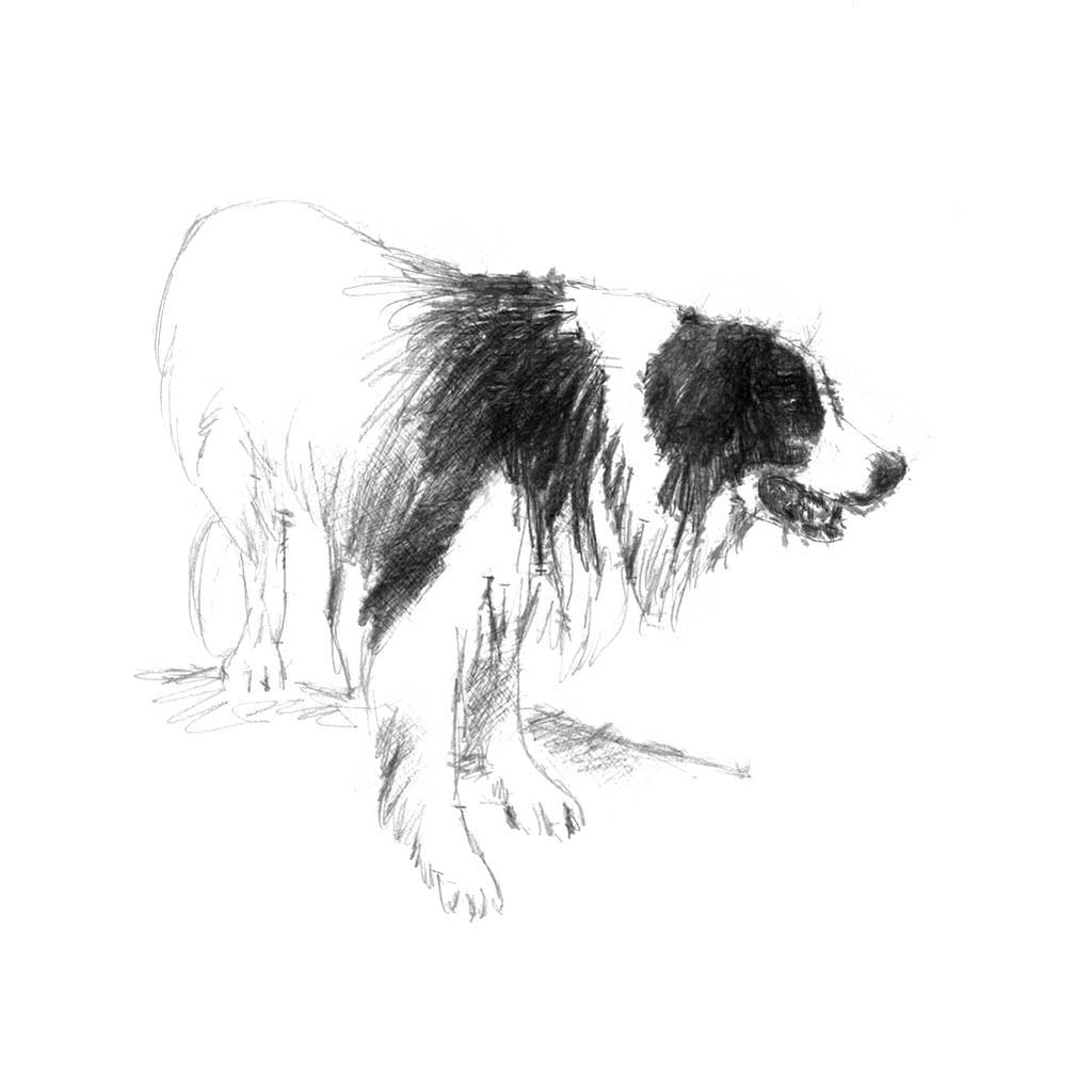 Border collie