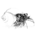 Hermit crab