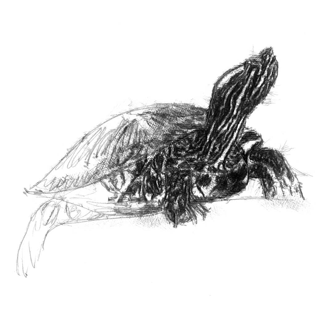 turtle