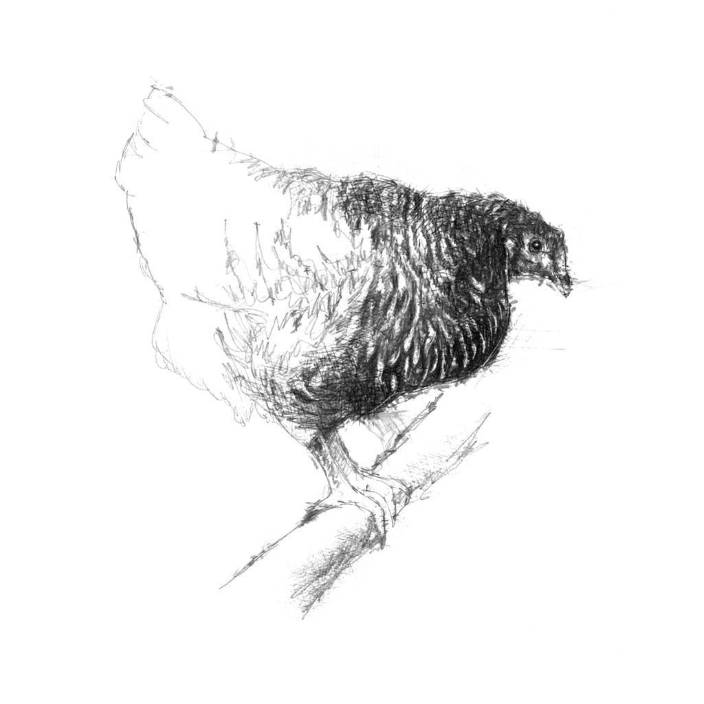 Speckled hen