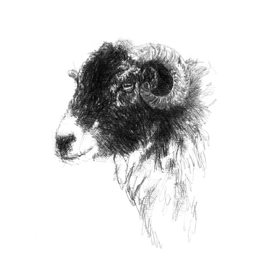 Ewe sheep