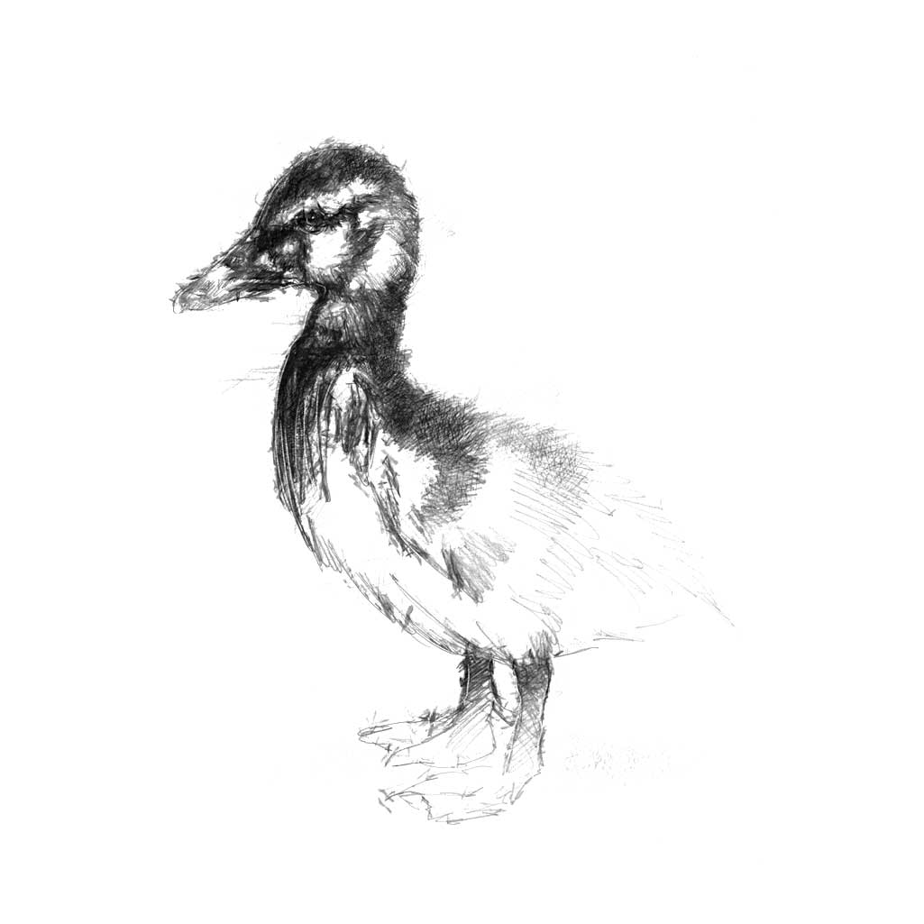 Duckling