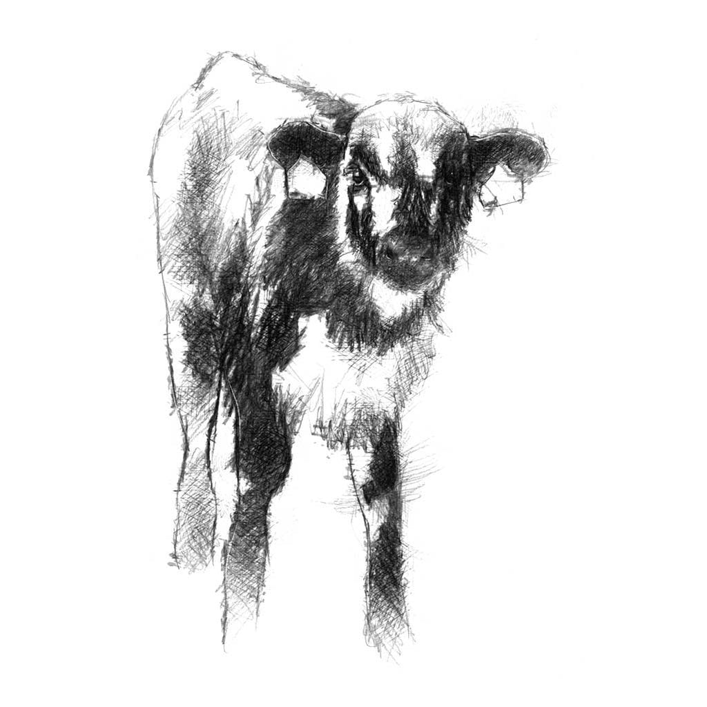 Calf