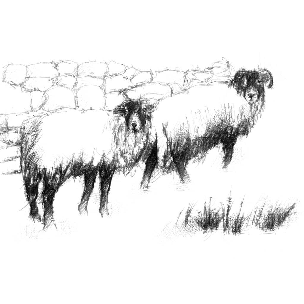 Sheep
