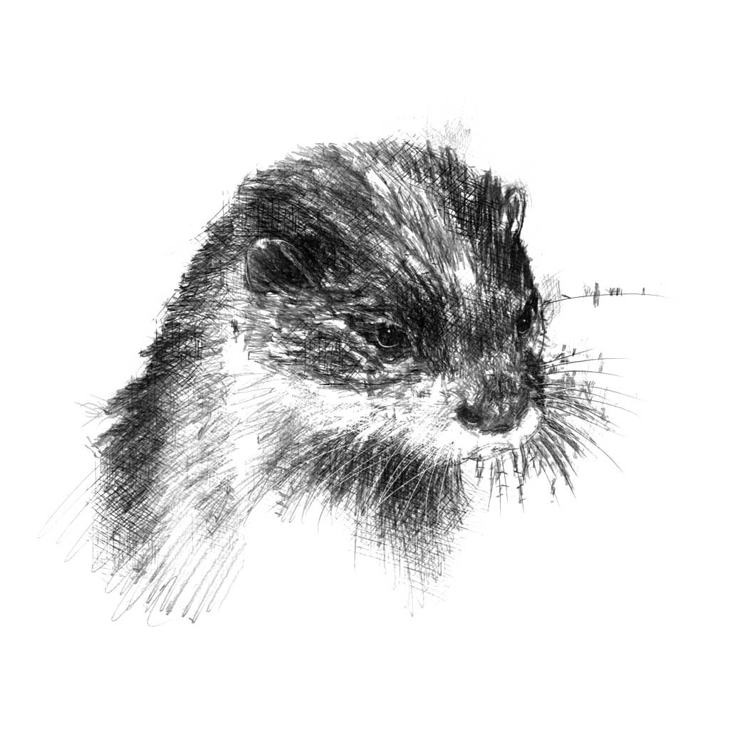 Otter