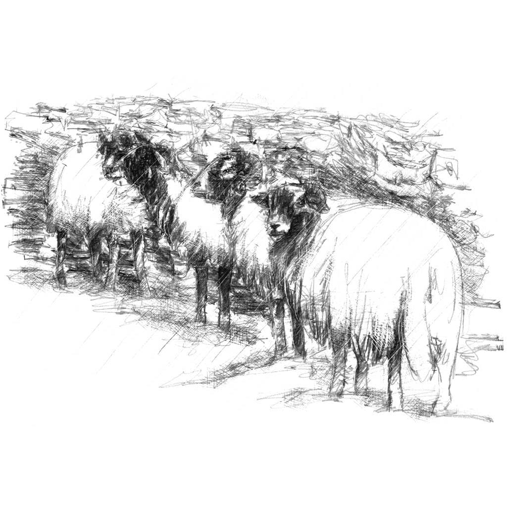 Sheep sheltering