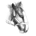 Shire foal