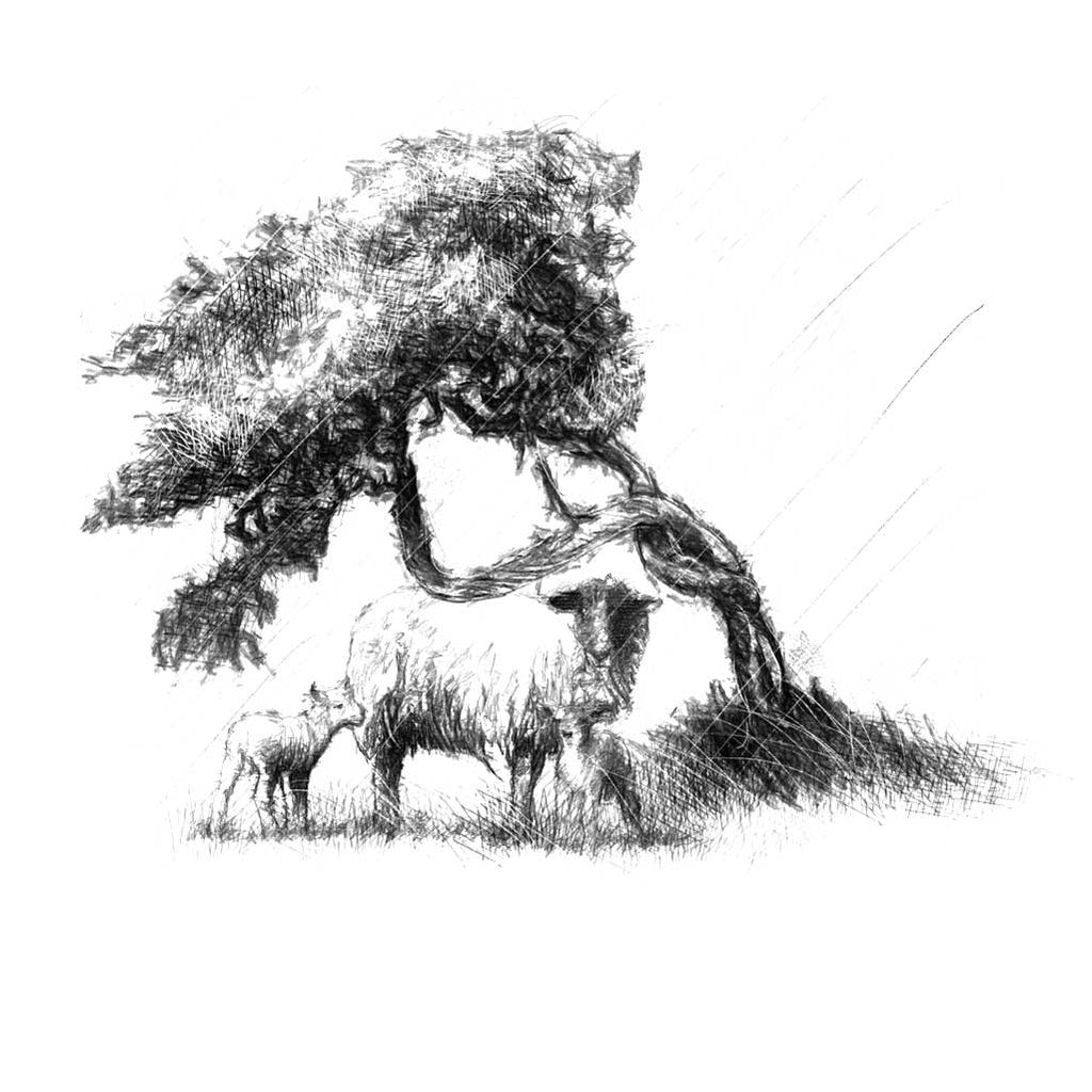 Sheltering sheep