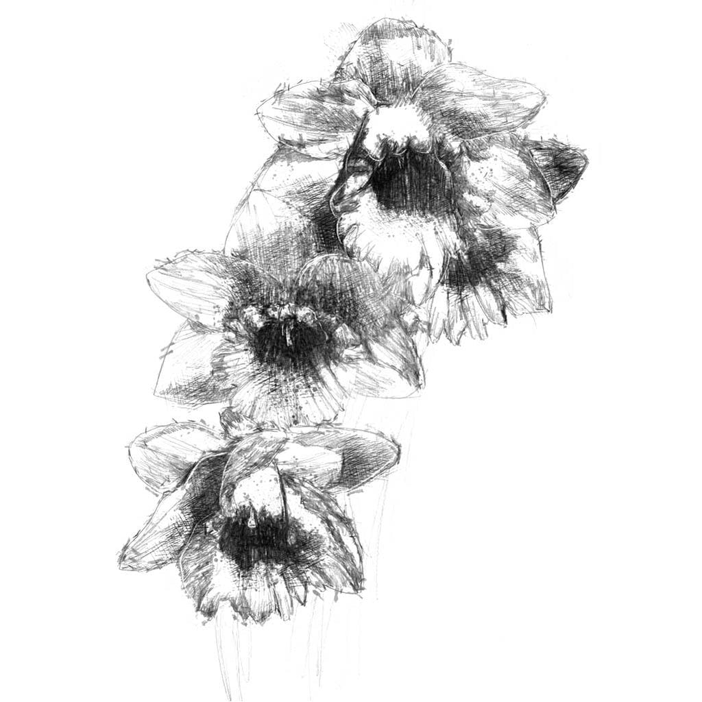 dafodils