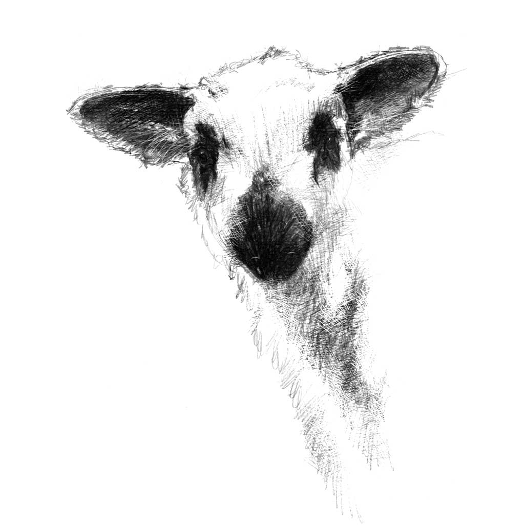 Lamb