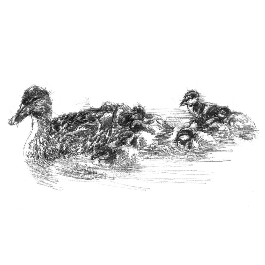 Ducklings