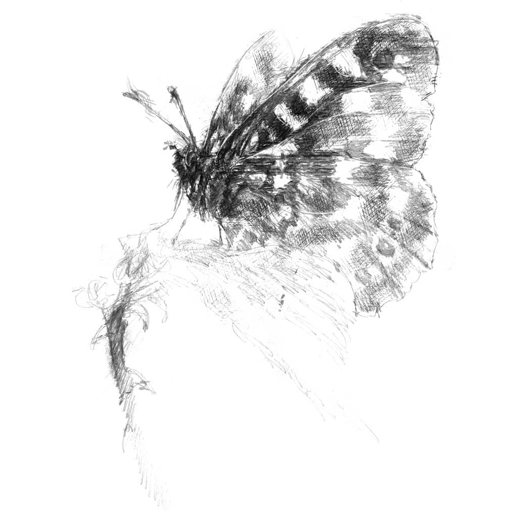 Painted lady