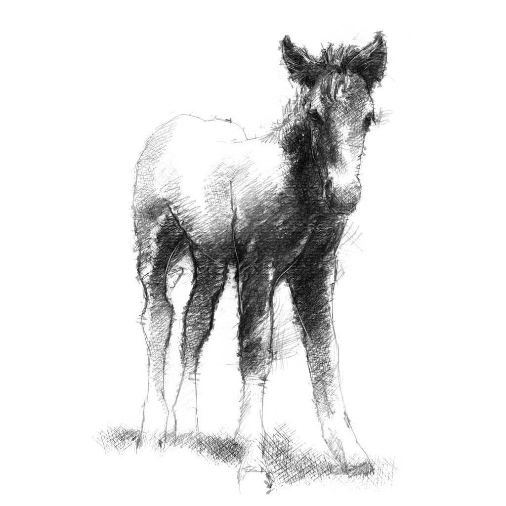 Foal