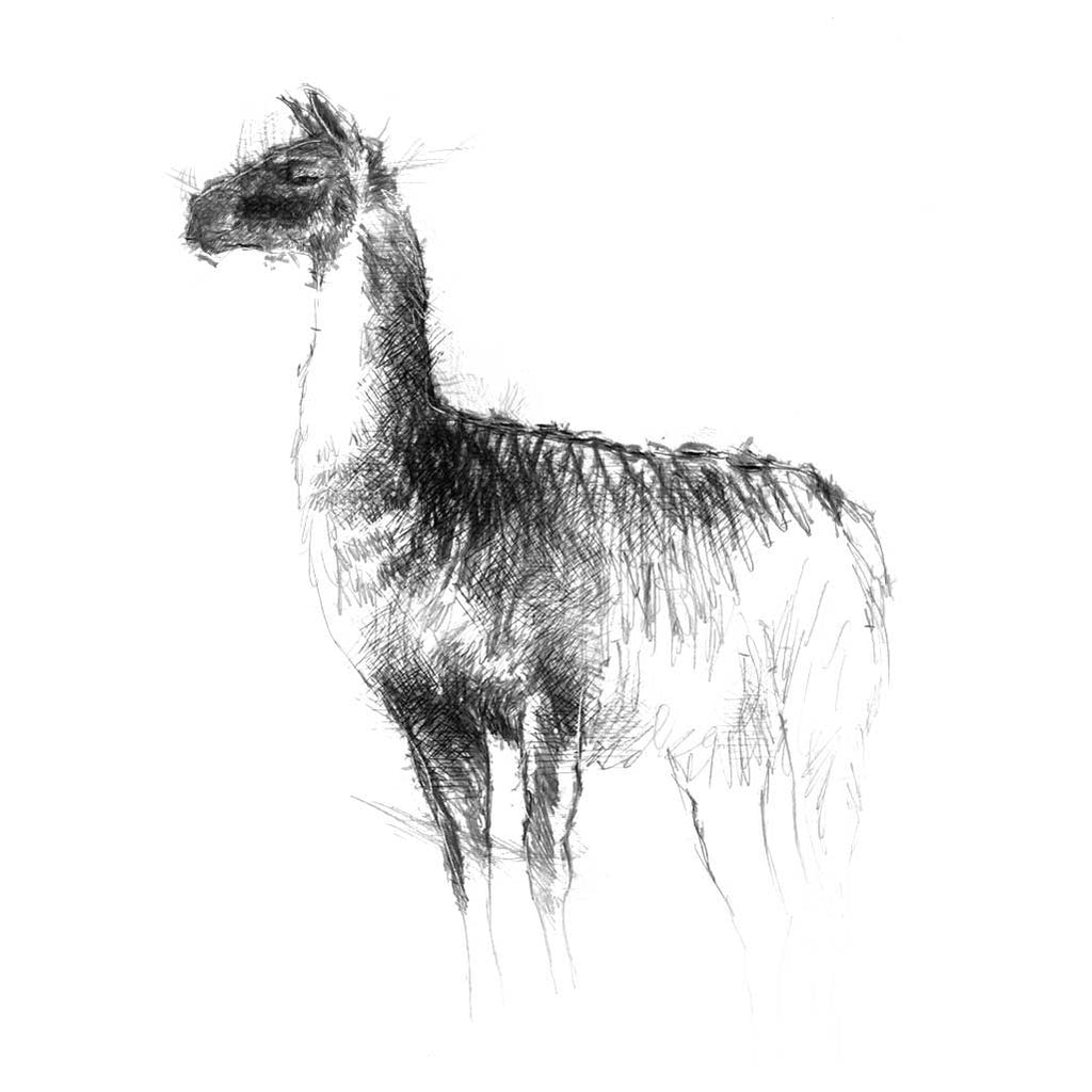 Llama