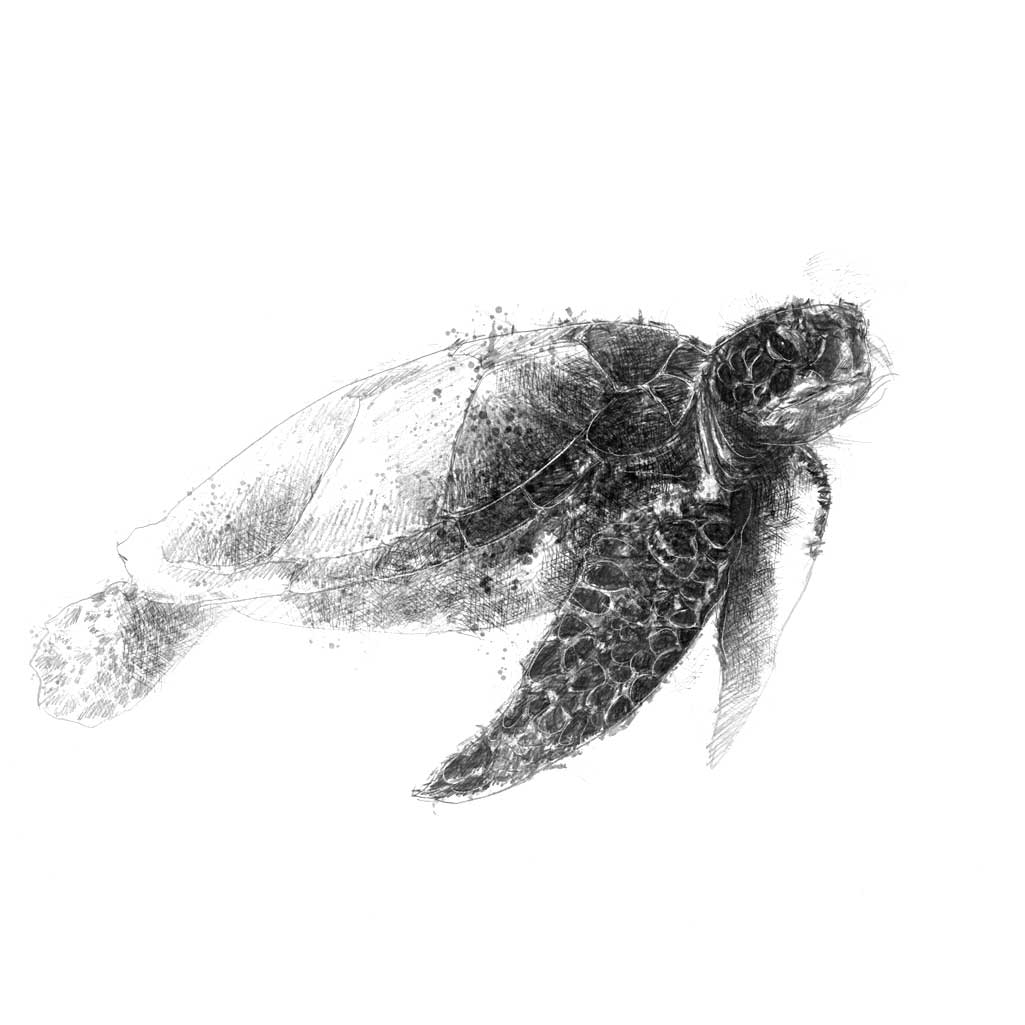 Turtle