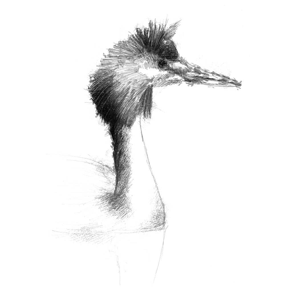Grebe