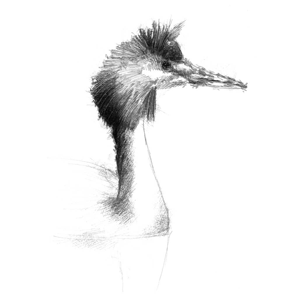Grebe