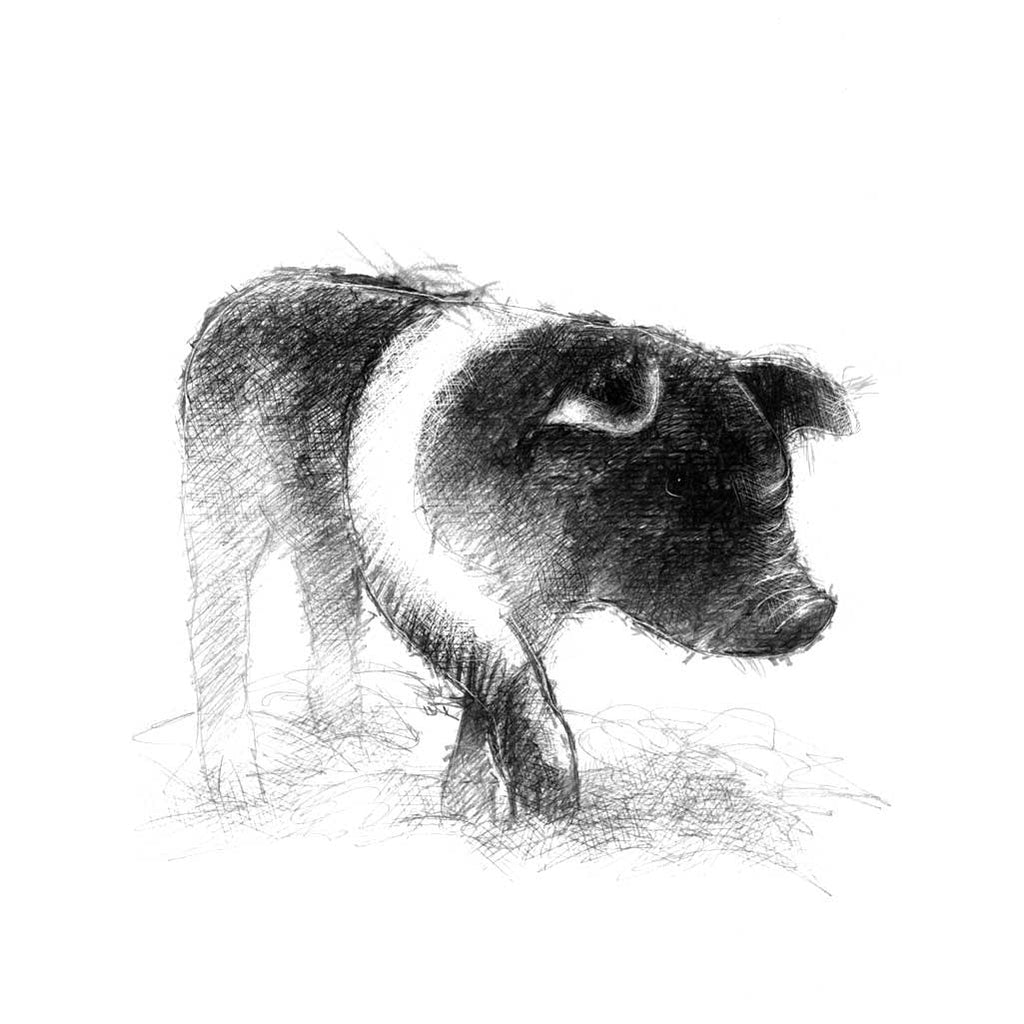 Piglet
