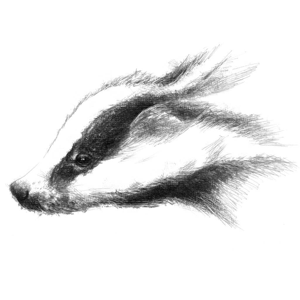 British badger