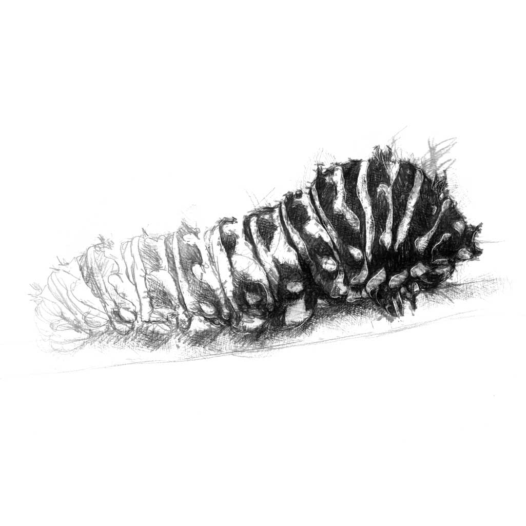 Tomato caterpillar