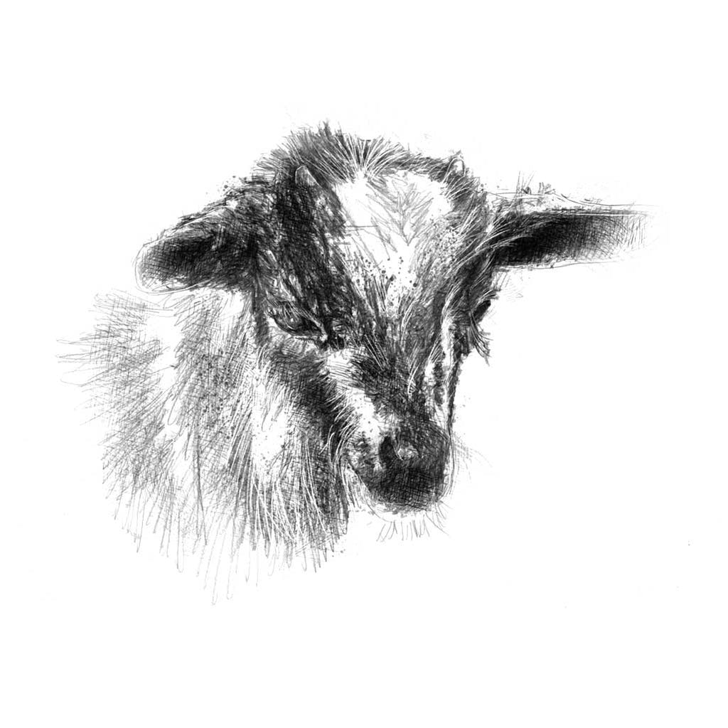 Lamb
