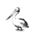 Pelican
