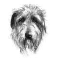 Wolfhound