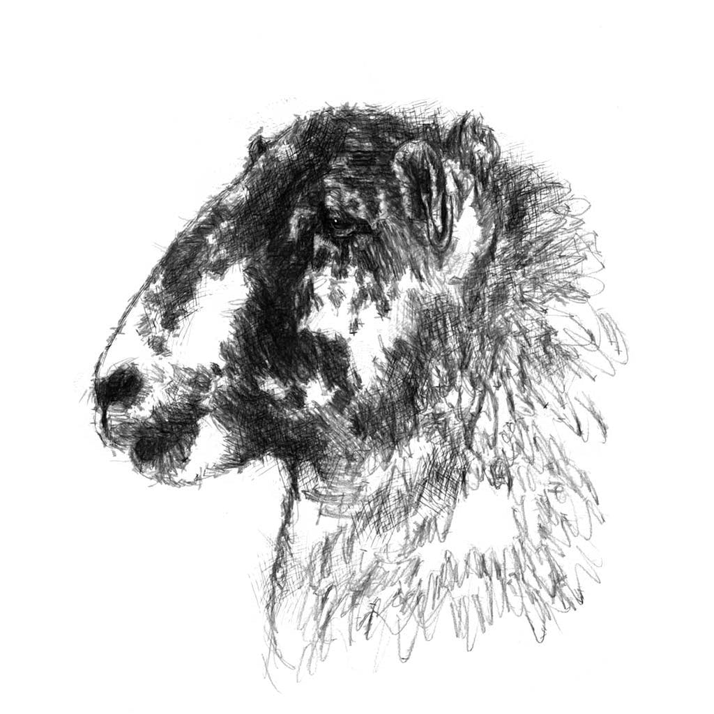 Speckled sheep