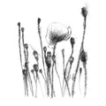 Poppies