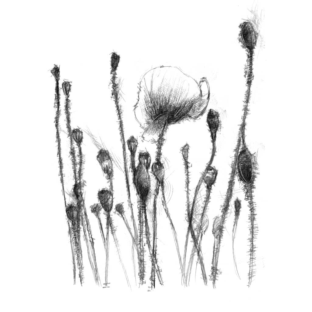 Poppies