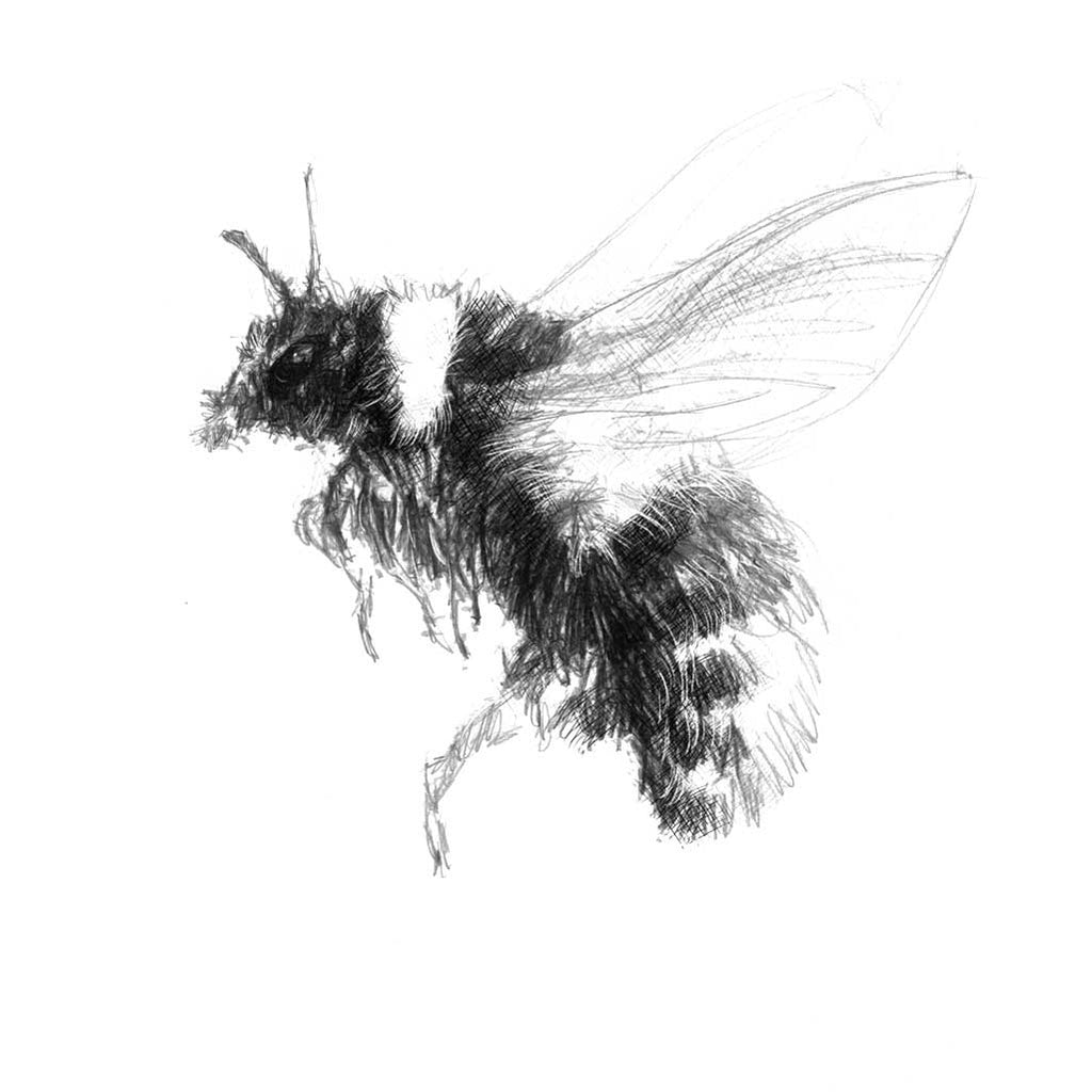 Flying bumble bee