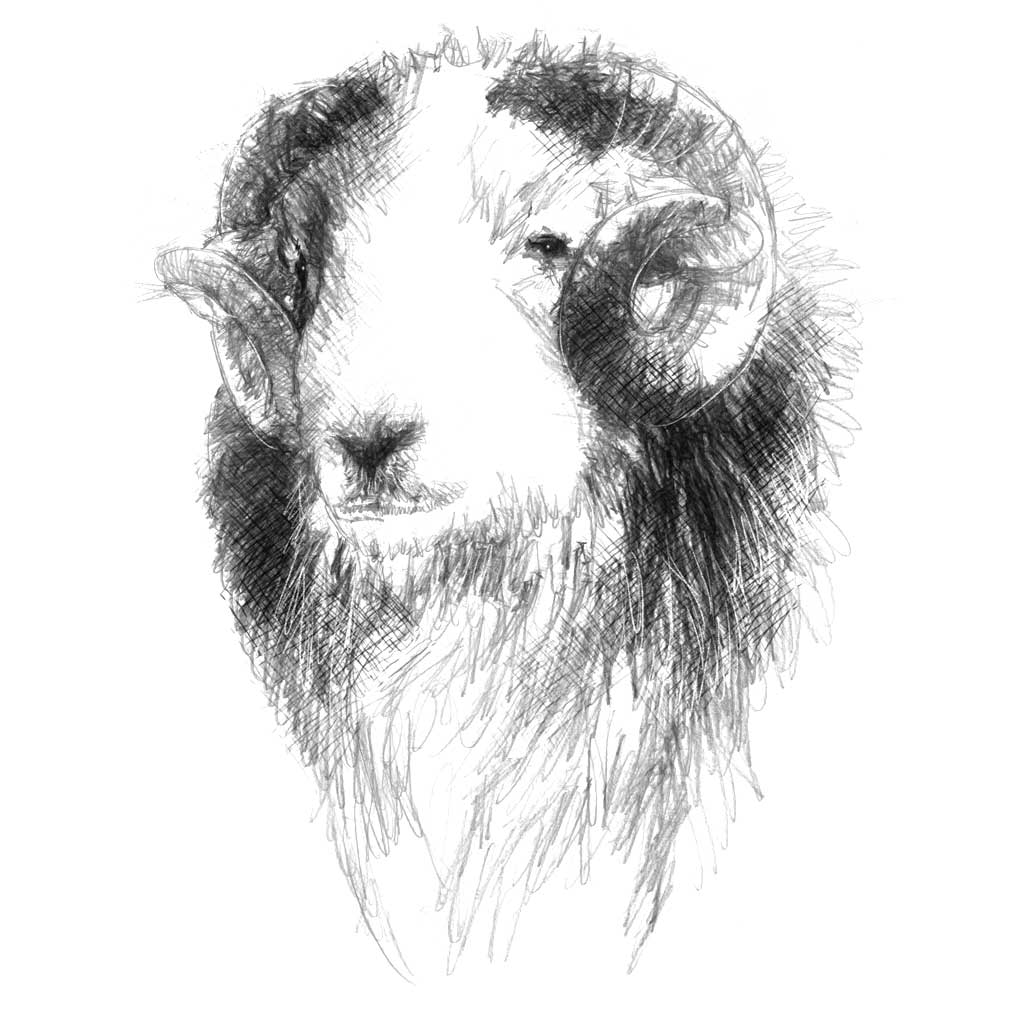 Herdwick ram