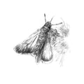 Moth