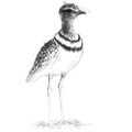Ring necked plover
