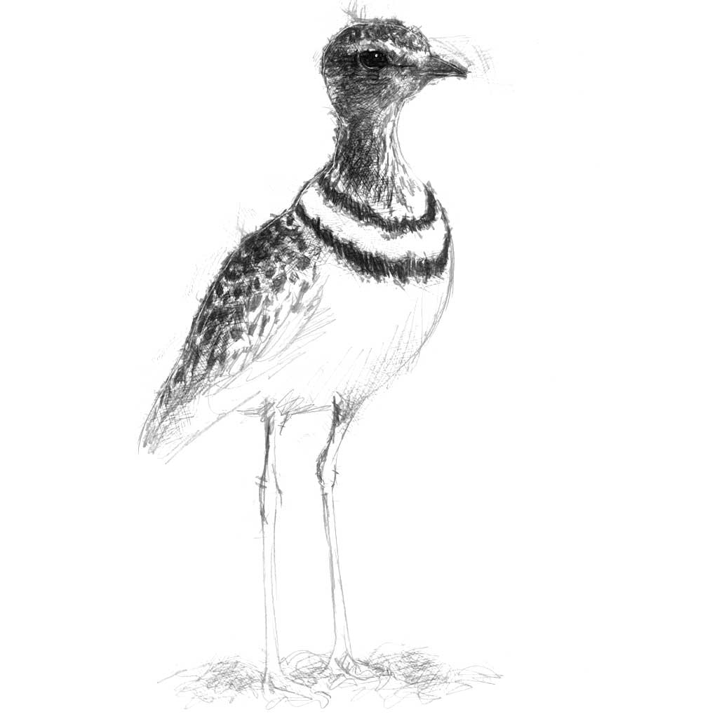 Ring necked plover