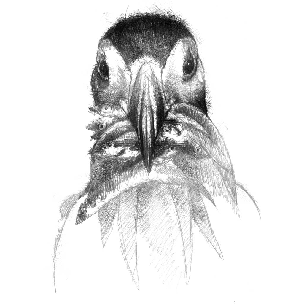 Puffin fishing