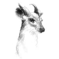 Roe doe