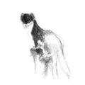 Stoat