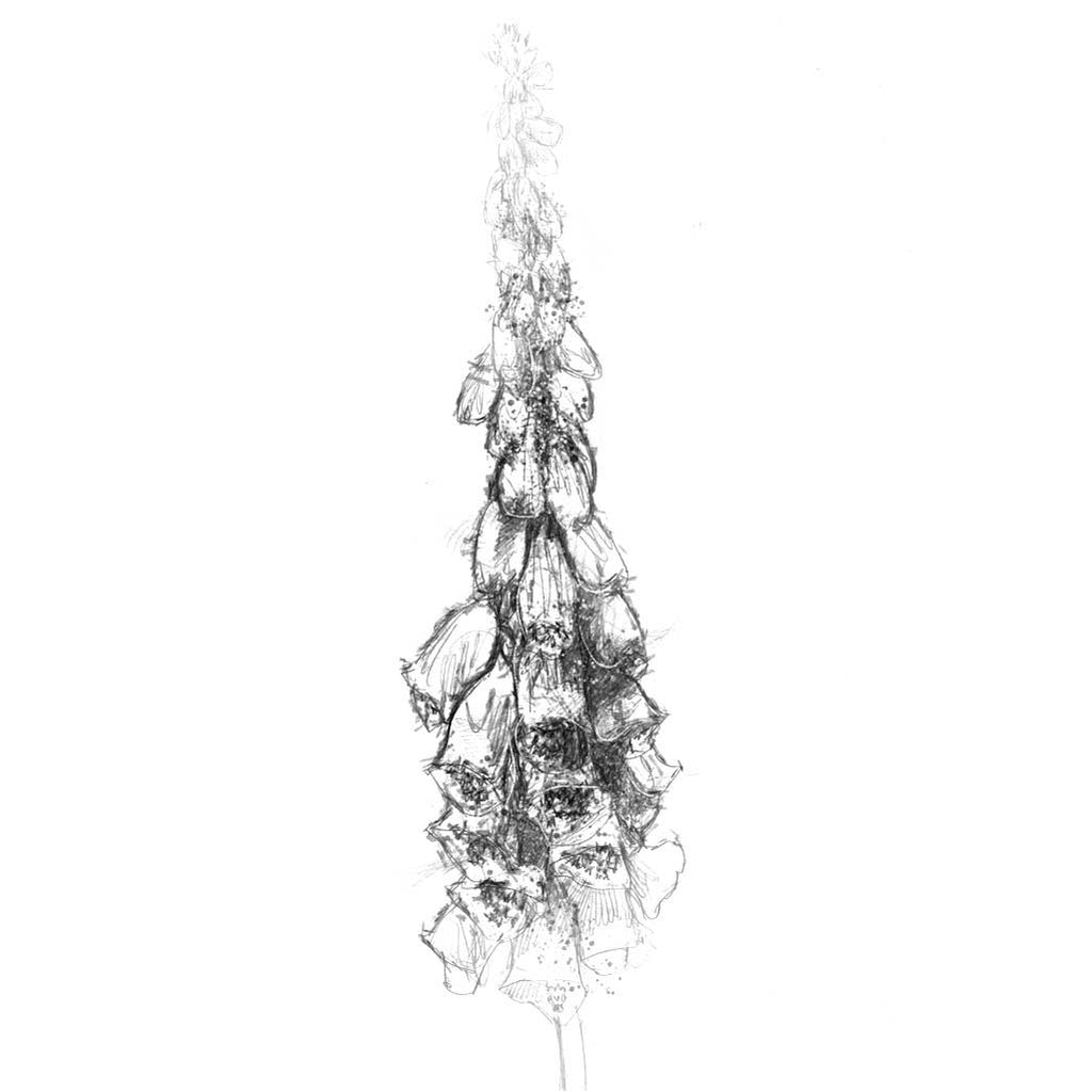 Foxglove
