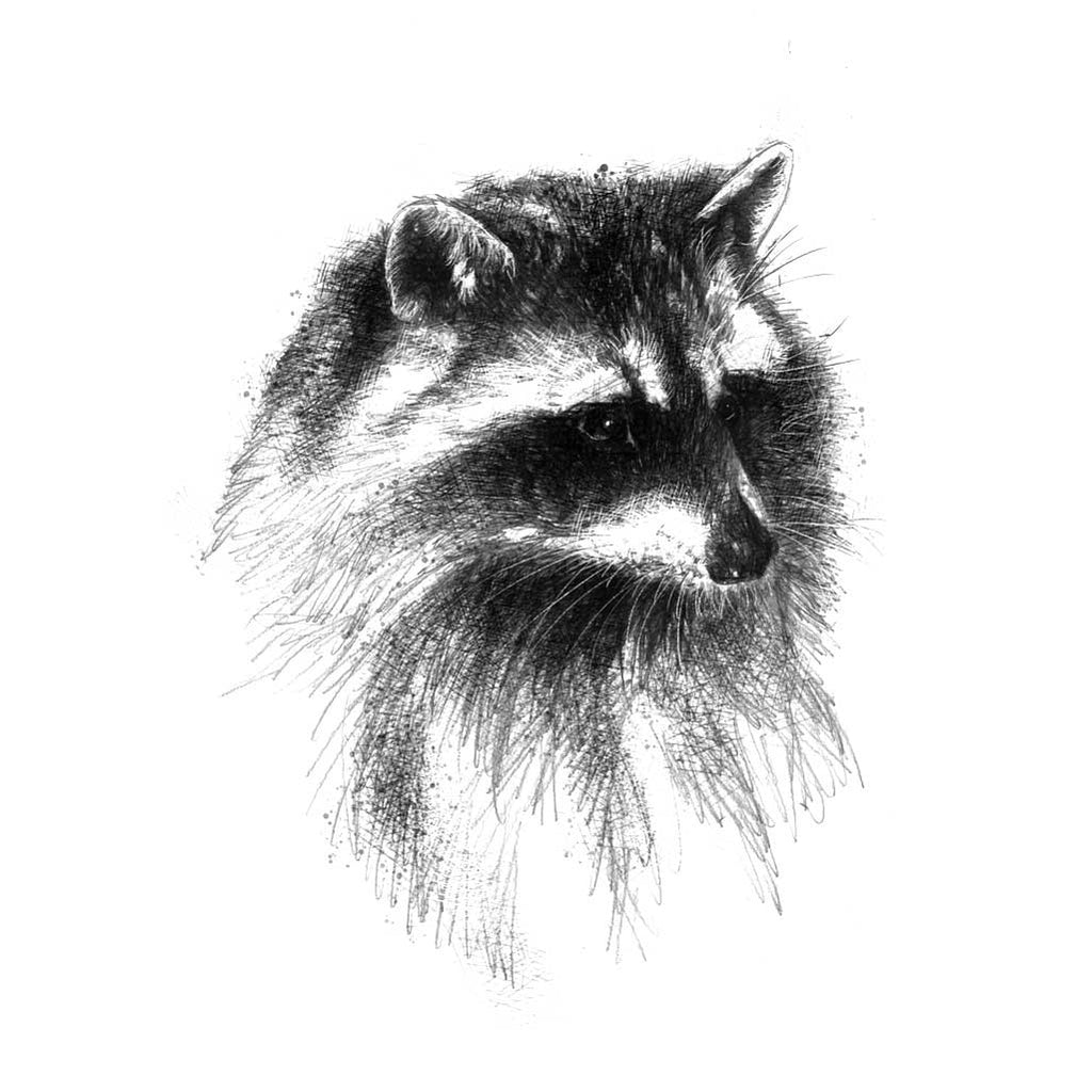 Racoon