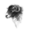 Black faced ewe