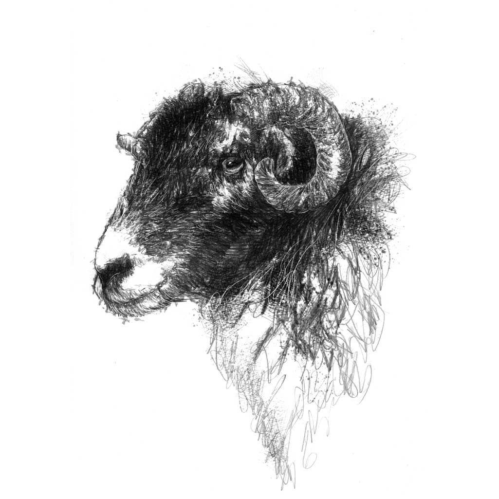 Black faced ewe