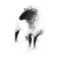 Blackfaced ewe