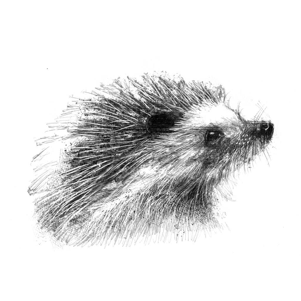 Hedgehog
