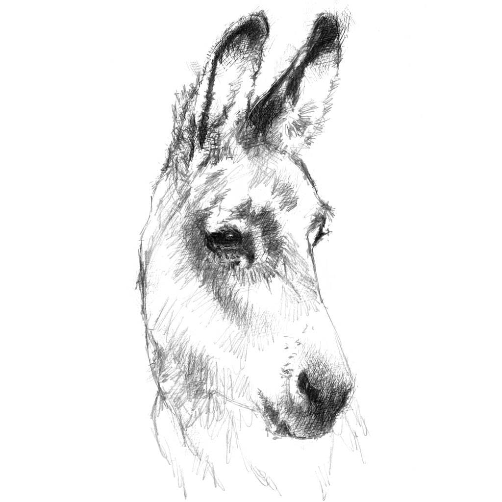 Donkey